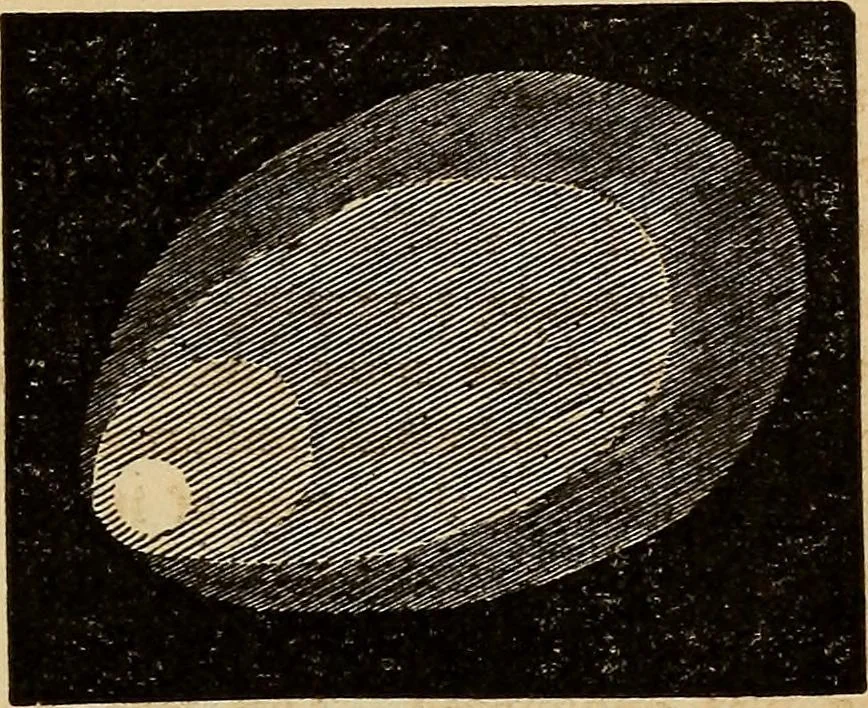 An illustration from A new manual of the elements of astronomy, descriptive and mathematical .., 1868, leaf 224
