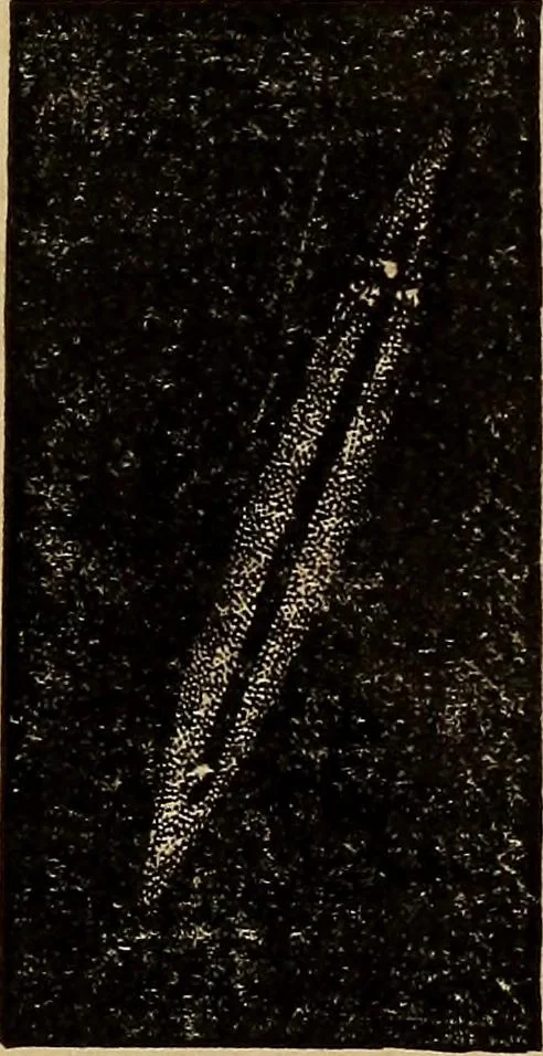 An illustration from A new manual of the elements of astronomy, descriptive and mathematical .., 1868, leaf 270