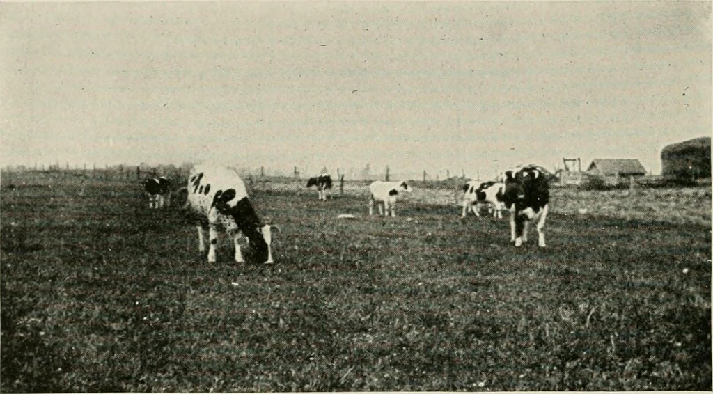 An illustration from The new and old immigrant on the land; a study of Americanization and the rural church, 1922, leaf 29