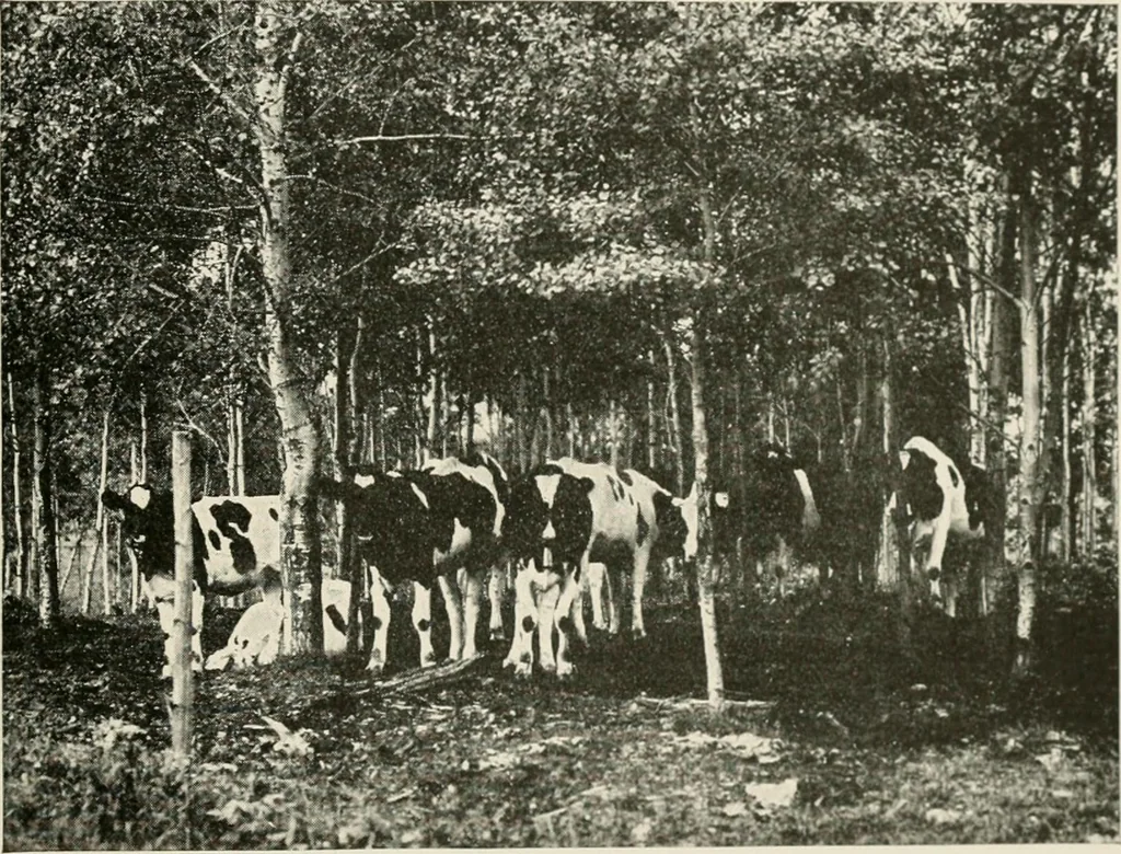 An illustration from The new and old immigrant on the land; a study of Americanization and the rural church, 1922, leaf 36