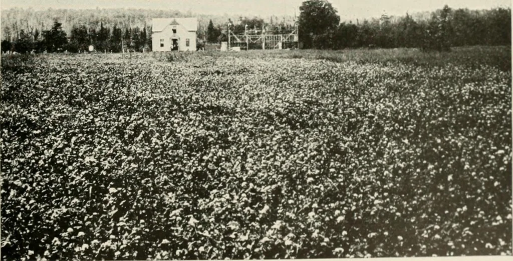 An illustration from The new and old immigrant on the land; a study of Americanization and the rural church, 1922, leaf 66
