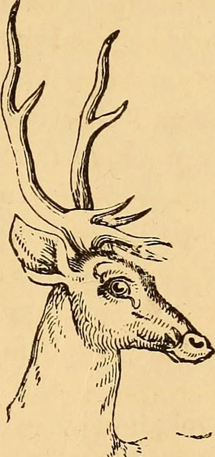 An illustration from New physiognomy, 1867, leaf 100