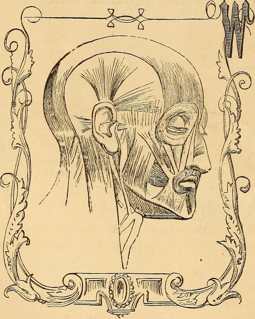 An illustration from New physiognomy, 1867, leaf 149