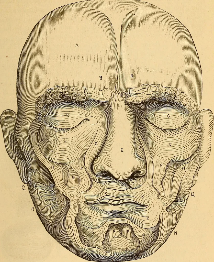 An illustration from New physiognomy, 1867, leaf 152