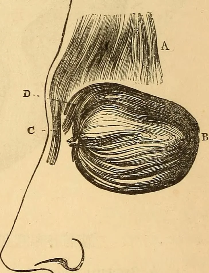 An illustration from New physiognomy, 1867, leaf 153