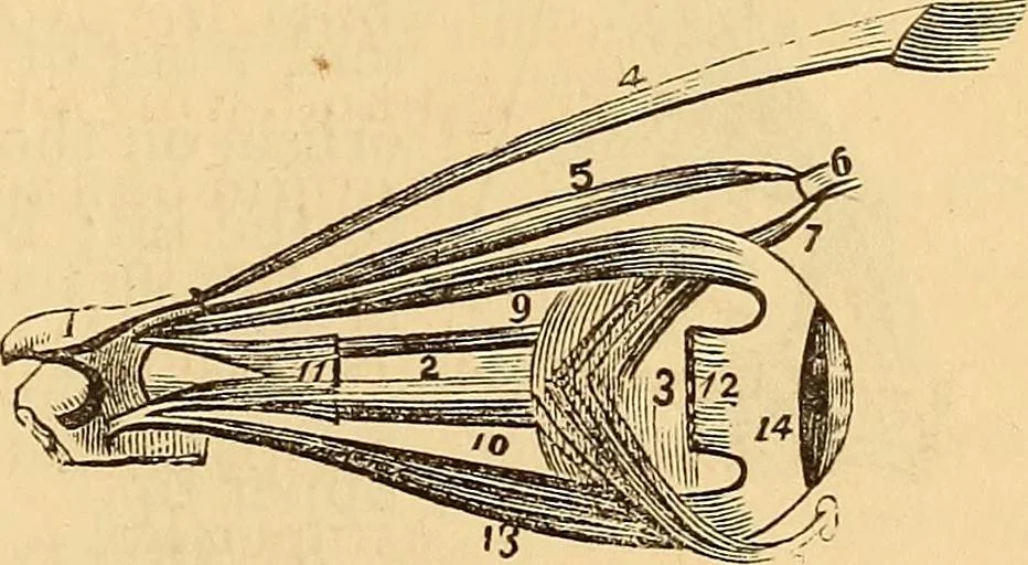 An illustration from New physiognomy, 1867, leaf 154