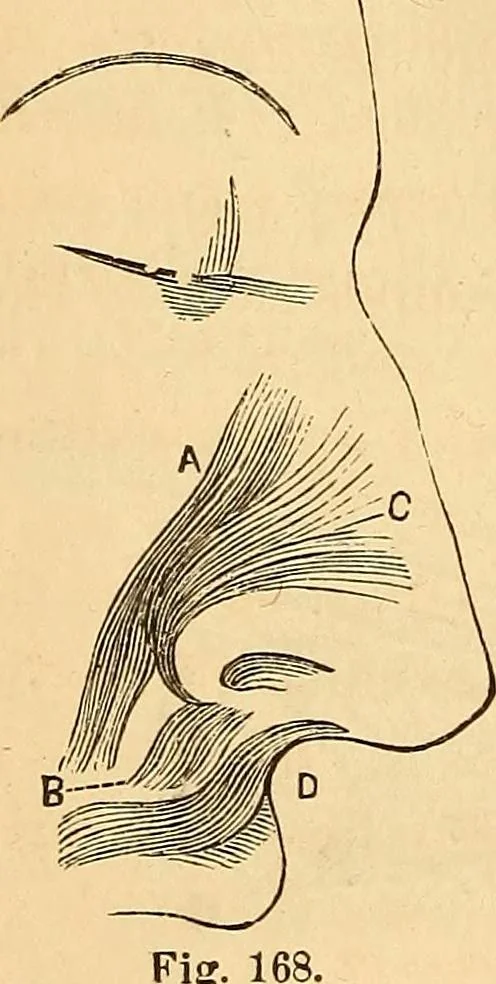 An illustration from New physiognomy, 1867, leaf 155