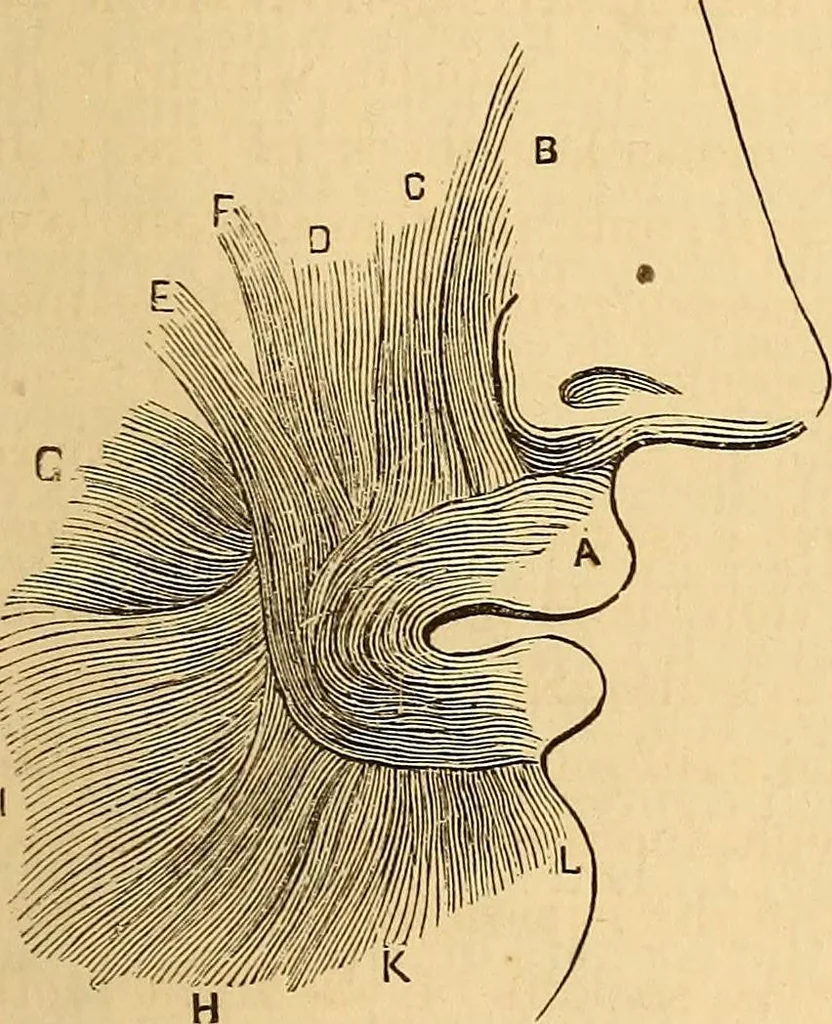 An illustration from New physiognomy, 1867, leaf 156