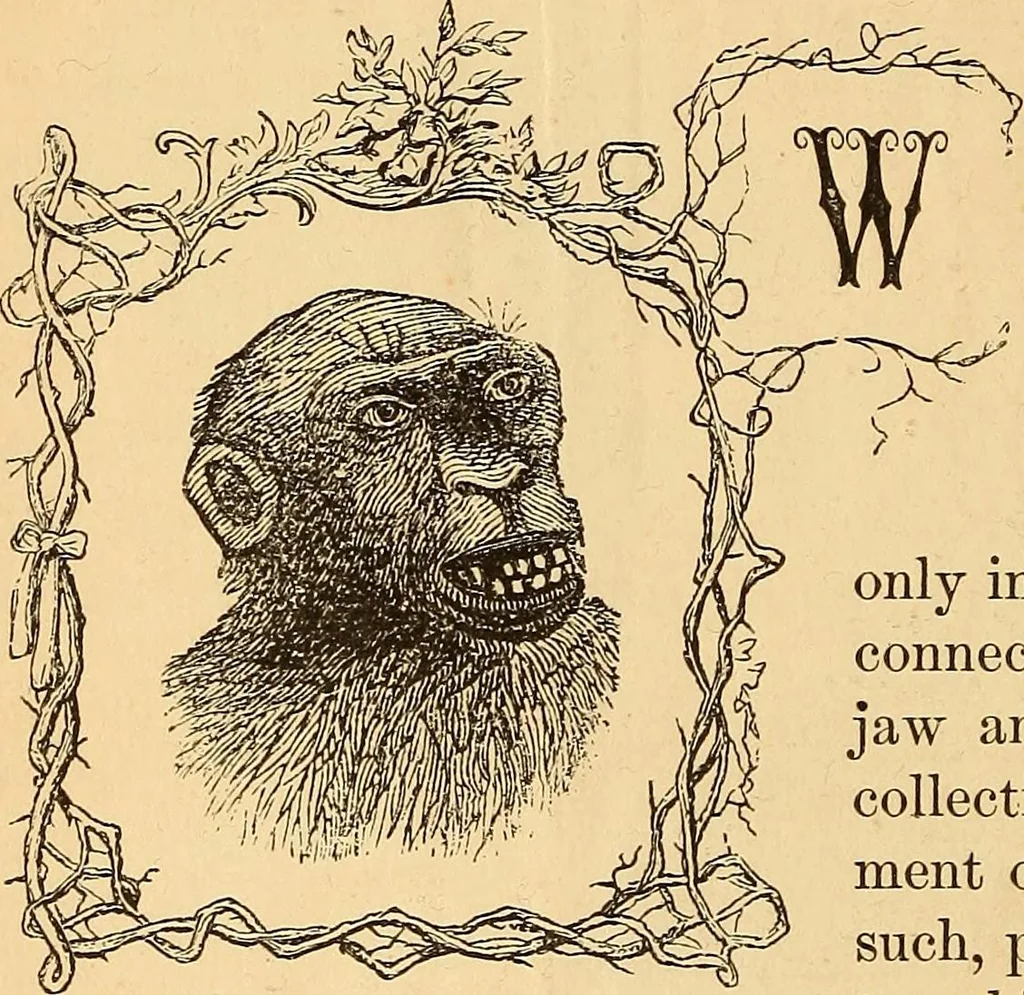 An illustration from New physiognomy, 1867, leaf 169