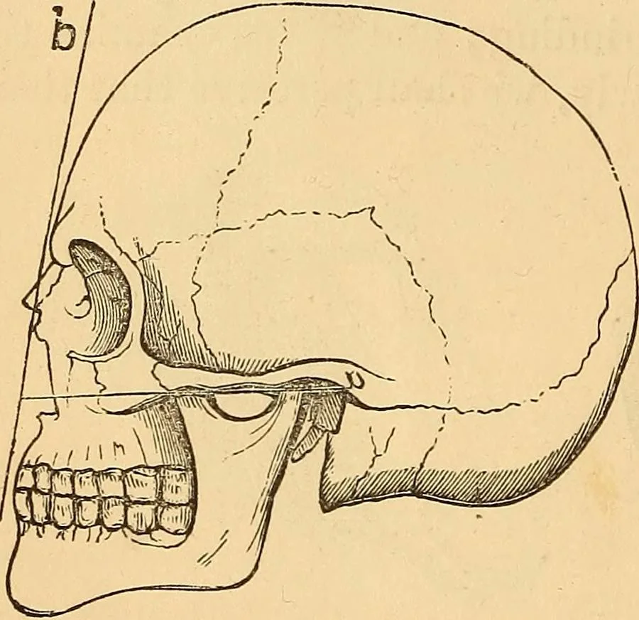 An illustration from New physiognomy, 1867, leaf 171