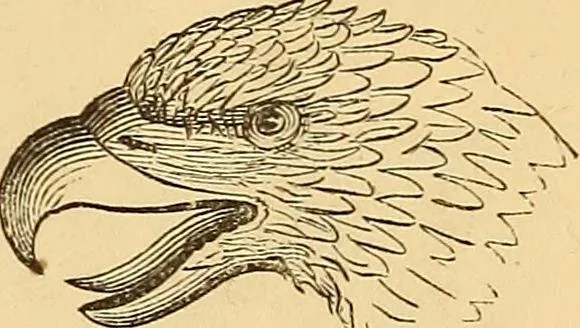An illustration from New physiognomy, 1867, leaf 172