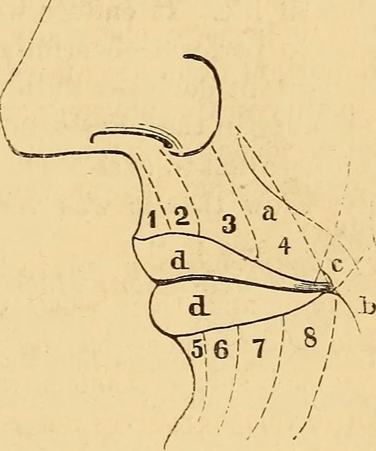 An illustration from New physiognomy, 1867, leaf 188