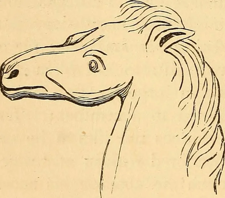 An illustration from New physiognomy, 1867, leaf 211