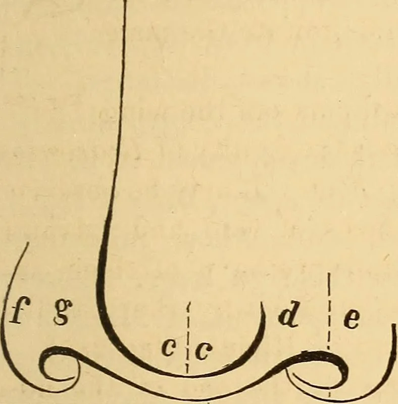 An illustration from New physiognomy, 1867, leaf 218