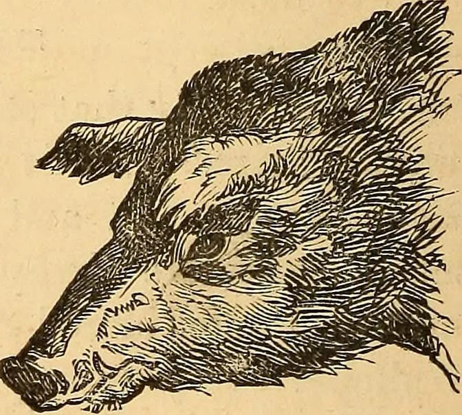 An illustration from New physiognomy, 1867, leaf 235