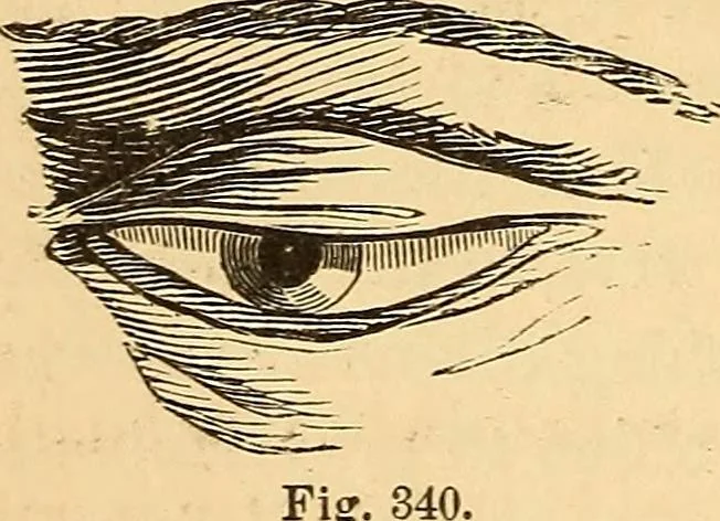 An illustration from New physiognomy, 1867, leaf 241