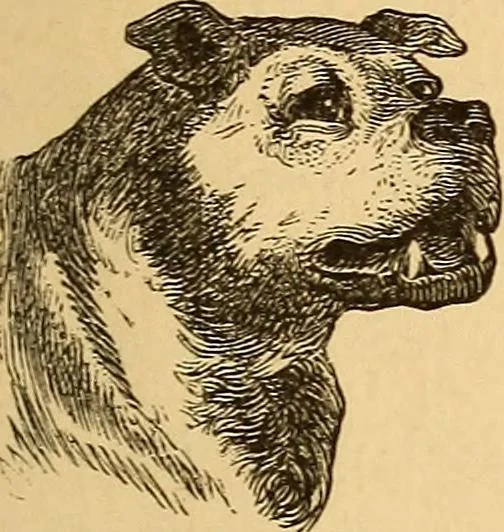 An illustration from New physiognomy, 1867, leaf 26