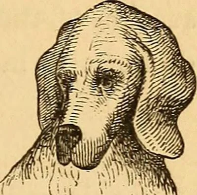 An illustration from New physiognomy, 1867, leaf 26