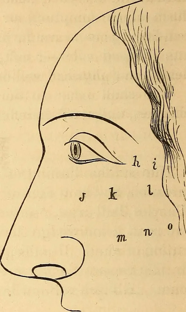 An illustration from New physiognomy, 1867, leaf 261