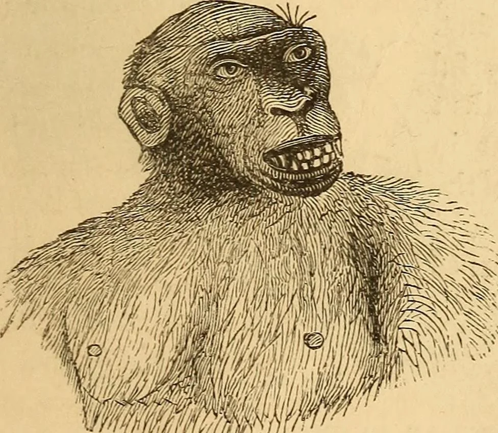 An illustration from New physiognomy, 1867, leaf 266
