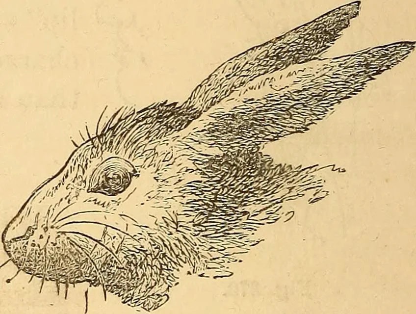 An illustration from New physiognomy, 1867, leaf 275