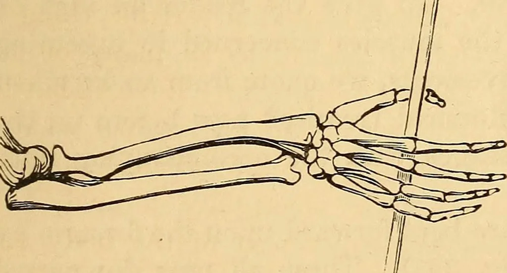An illustration from New physiognomy, 1867, leaf 302