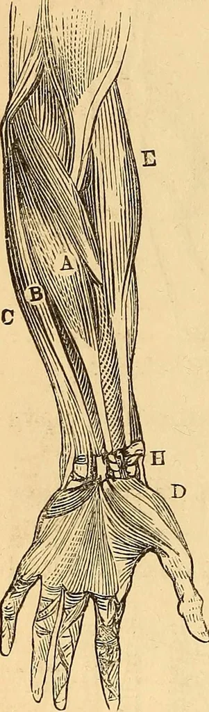 An illustration from New physiognomy, 1867, leaf 303