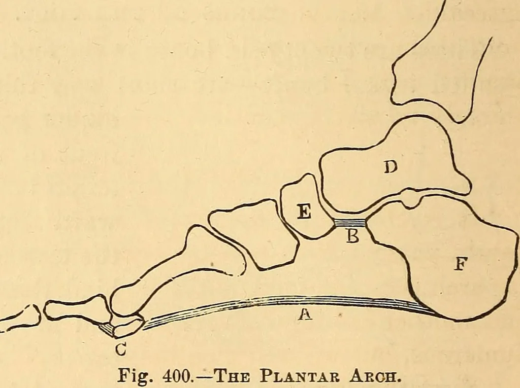 An illustration from New physiognomy, 1867, leaf 313