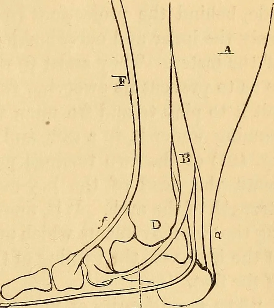 An illustration from New physiognomy, 1867, leaf 316