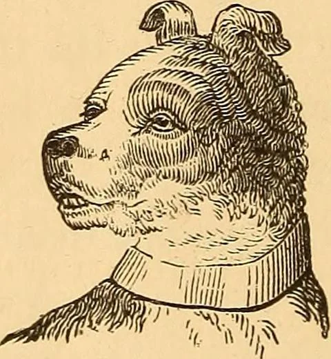 An illustration from New physiognomy, 1867, leaf 33