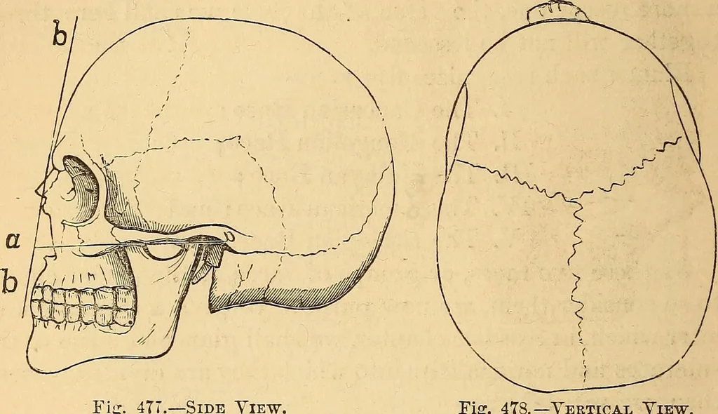 An illustration from New physiognomy, 1867, leaf 389