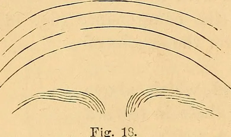 An illustration from New physiognomy, 1867, leaf 39