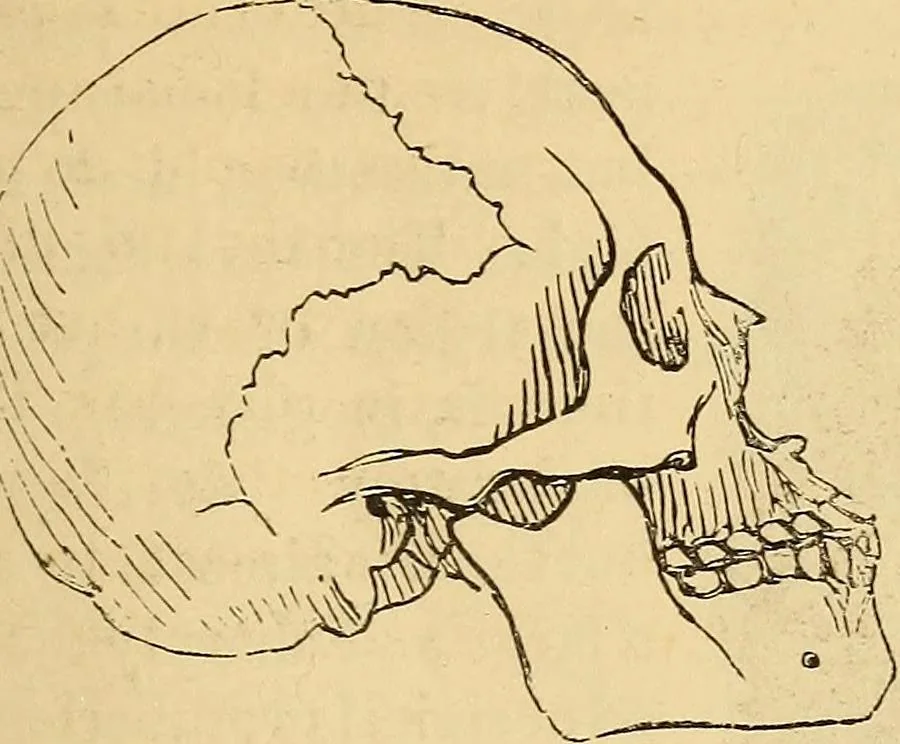 An illustration from New physiognomy, 1867, leaf 394