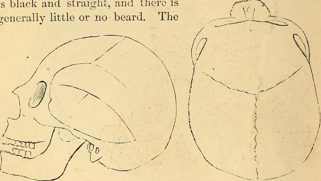 An illustration from New physiognomy, 1867, leaf 395