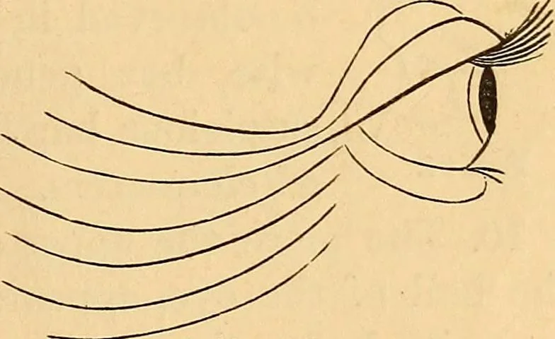 An illustration from New physiognomy, 1867, leaf 40