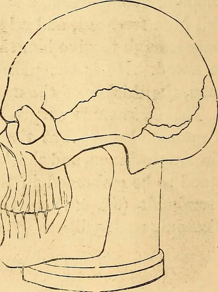 An illustration from New physiognomy, 1867, leaf 401
