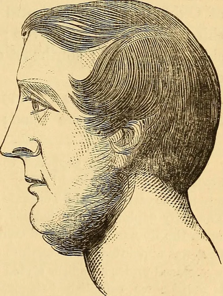 An illustration from New physiognomy, 1867, leaf 412