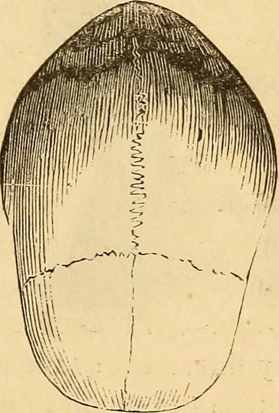 An illustration from New physiognomy, 1867, leaf 420