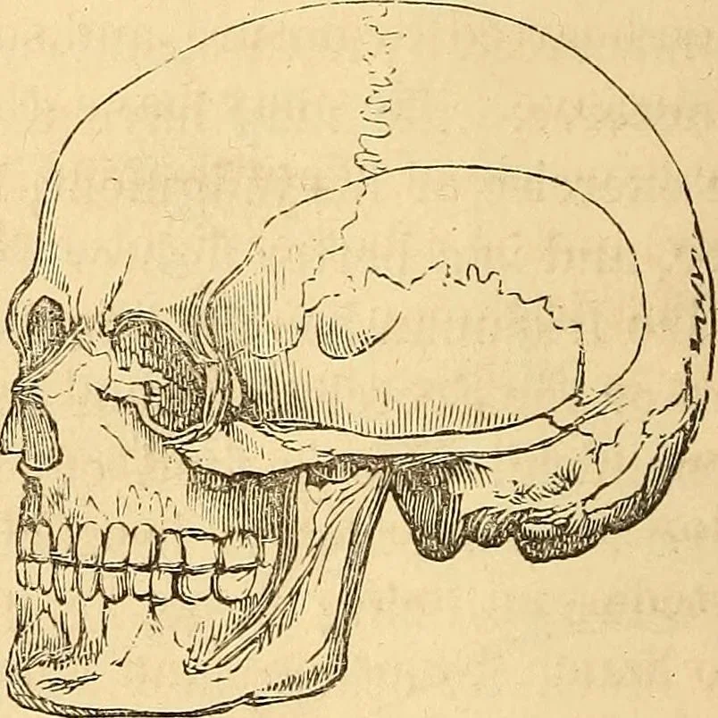 An illustration from New physiognomy, 1867, leaf 427
