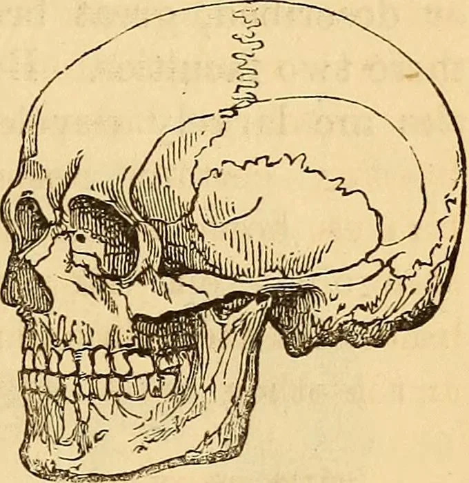 An illustration from New physiognomy, 1867, leaf 444