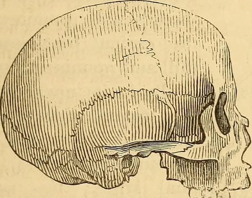 An illustration from New physiognomy, 1867, leaf 446