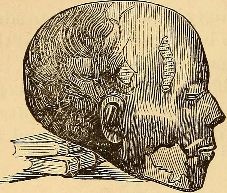 An illustration from New physiognomy, 1867, leaf 455