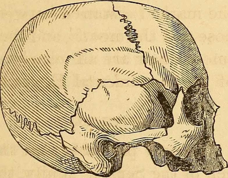 An illustration from New physiognomy, 1867, leaf 456