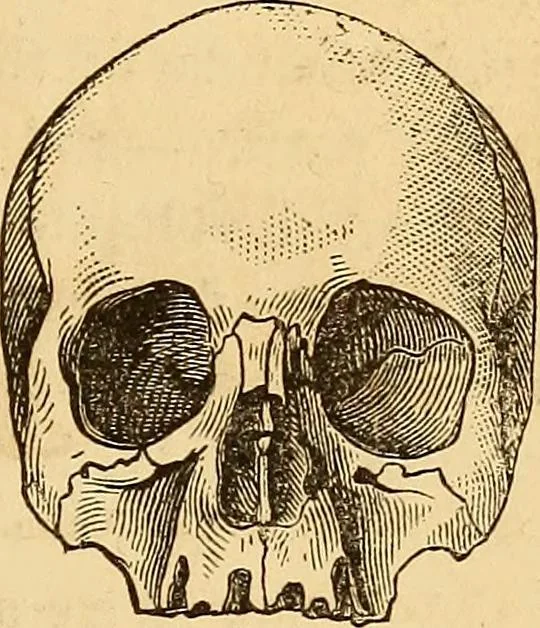 An illustration from New physiognomy, 1867, leaf 456