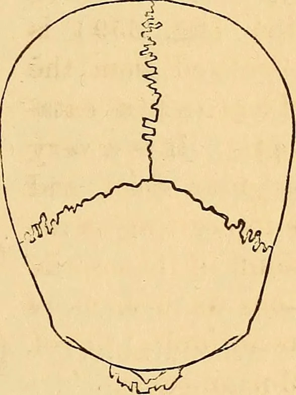 An illustration from New physiognomy, 1867, leaf 456