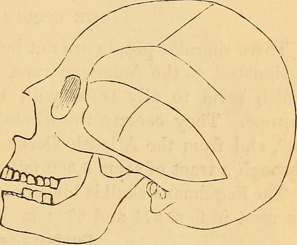 An illustration from New physiognomy, 1867, leaf 462