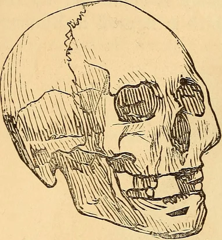 An illustration from New physiognomy, 1867, leaf 467