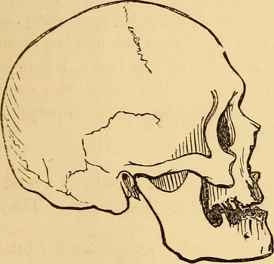 An illustration from New physiognomy, 1867, leaf 468