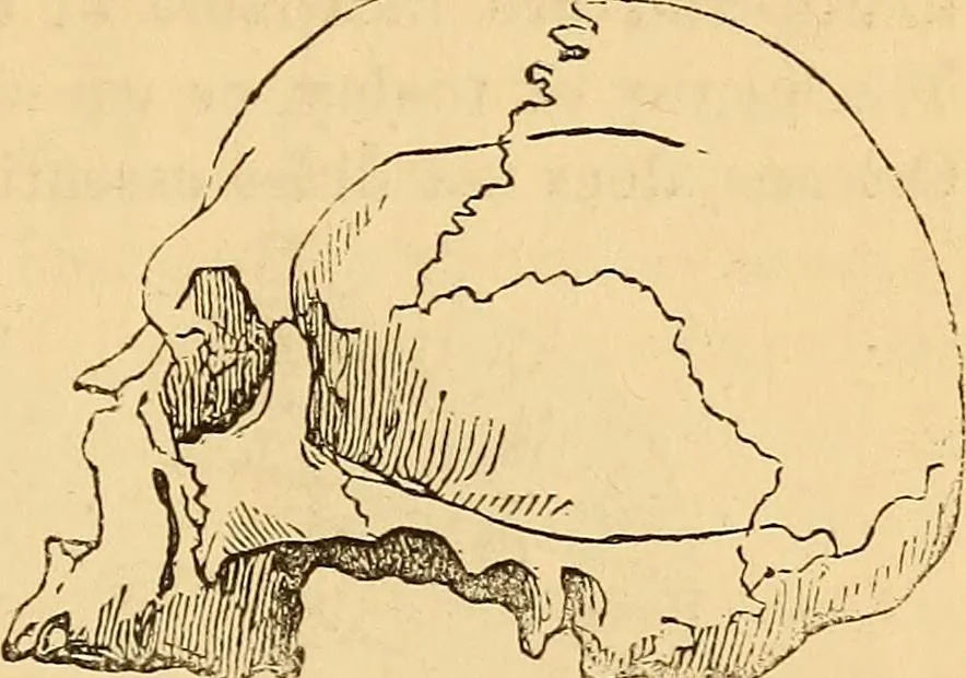An illustration from New physiognomy, 1867, leaf 470