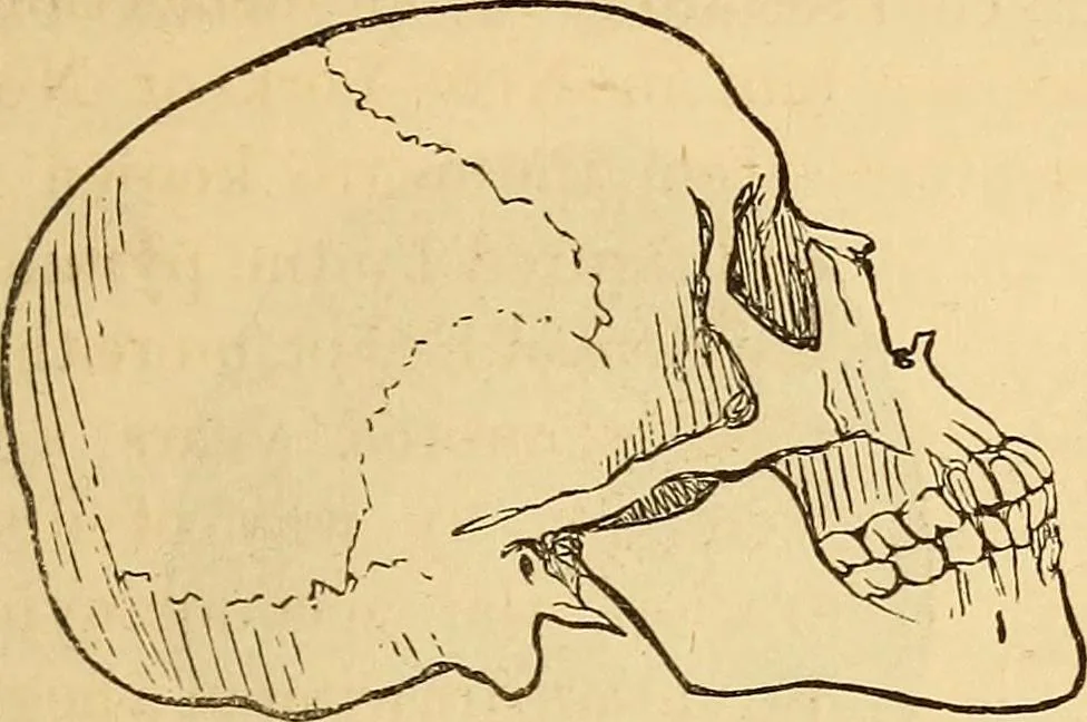 An illustration from New physiognomy, 1867, leaf 472